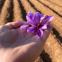 Saffron Corms (Crocus Sativus)-50 Corms