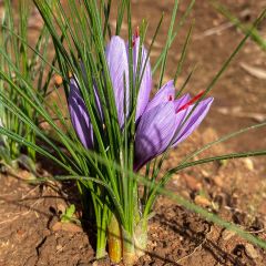 Saffron Corms (Crocus Sativus)-20 Corms