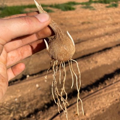 saffron corm - crocus sativus- with shoots and roots emerging