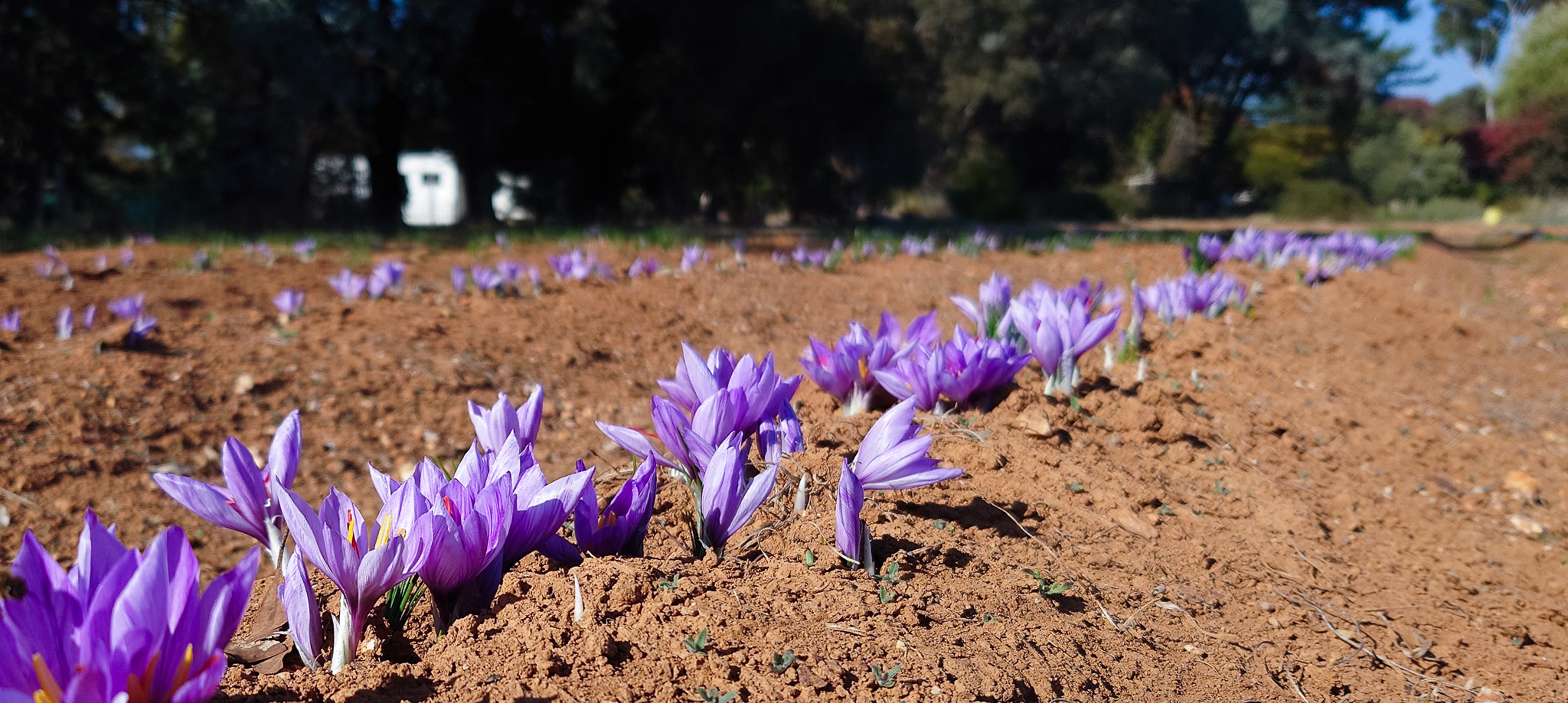 3 purple saffron flowers, background of gumtrees 